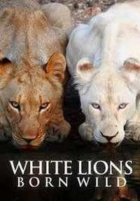 Дикие белые львицы/White Lions - Born Wild