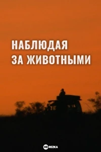Наблюдая за животными/Let’s go wild