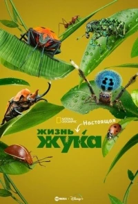 Настоящая жизнь жука/A Real Bug's Life 2 сезон